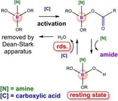 38. Boron Ester‐Catalyzed Amidation of Carboxylic Acids with Amines:  Mechanistic Rationale by Computational Study