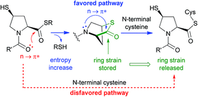 20. Mechanism for the enhanced reactivity of 4-mercaptoprolyl thioesters in native chemical ligation