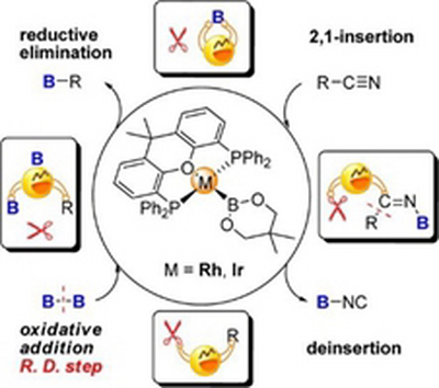 9. Mechanistic Study of Borylation of Nitriles Catalyzed by Rh–B and Ir–B Complexes via C–CN Bond Activation