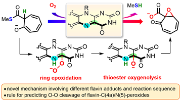 90. Computational Study on Flavin-Catalyzed Aerobic Dioxygenation of Alkenyl Thioesters: Decomposition of Anionic Peroxides