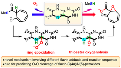 90. Computational Study on Flavin-Catalyzed Aerobic Dioxygenation of Alkenyl Thioesters: Decomposition of Anionic Peroxides